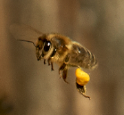 Abeille pollen